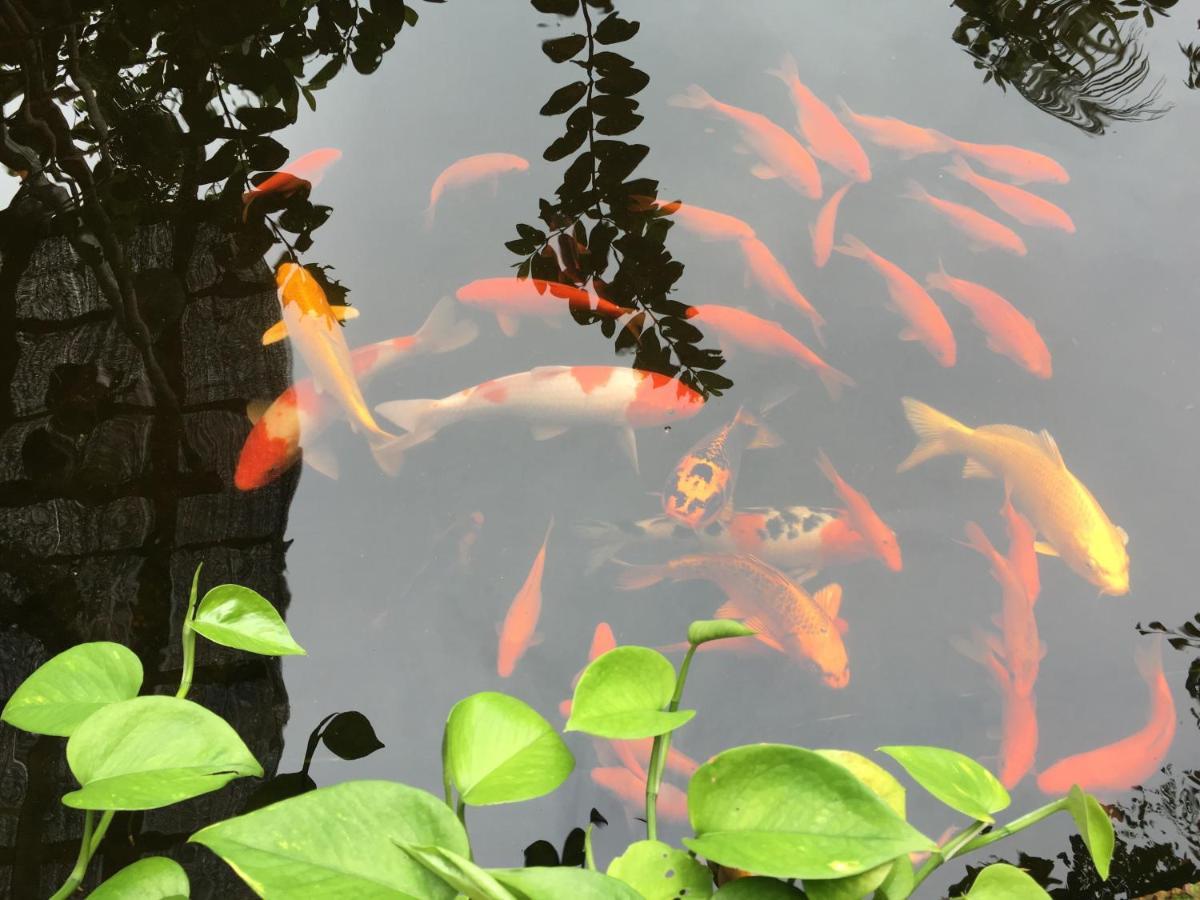 Nhà ở miền quê Elephant House - đường Lâm Homestay
